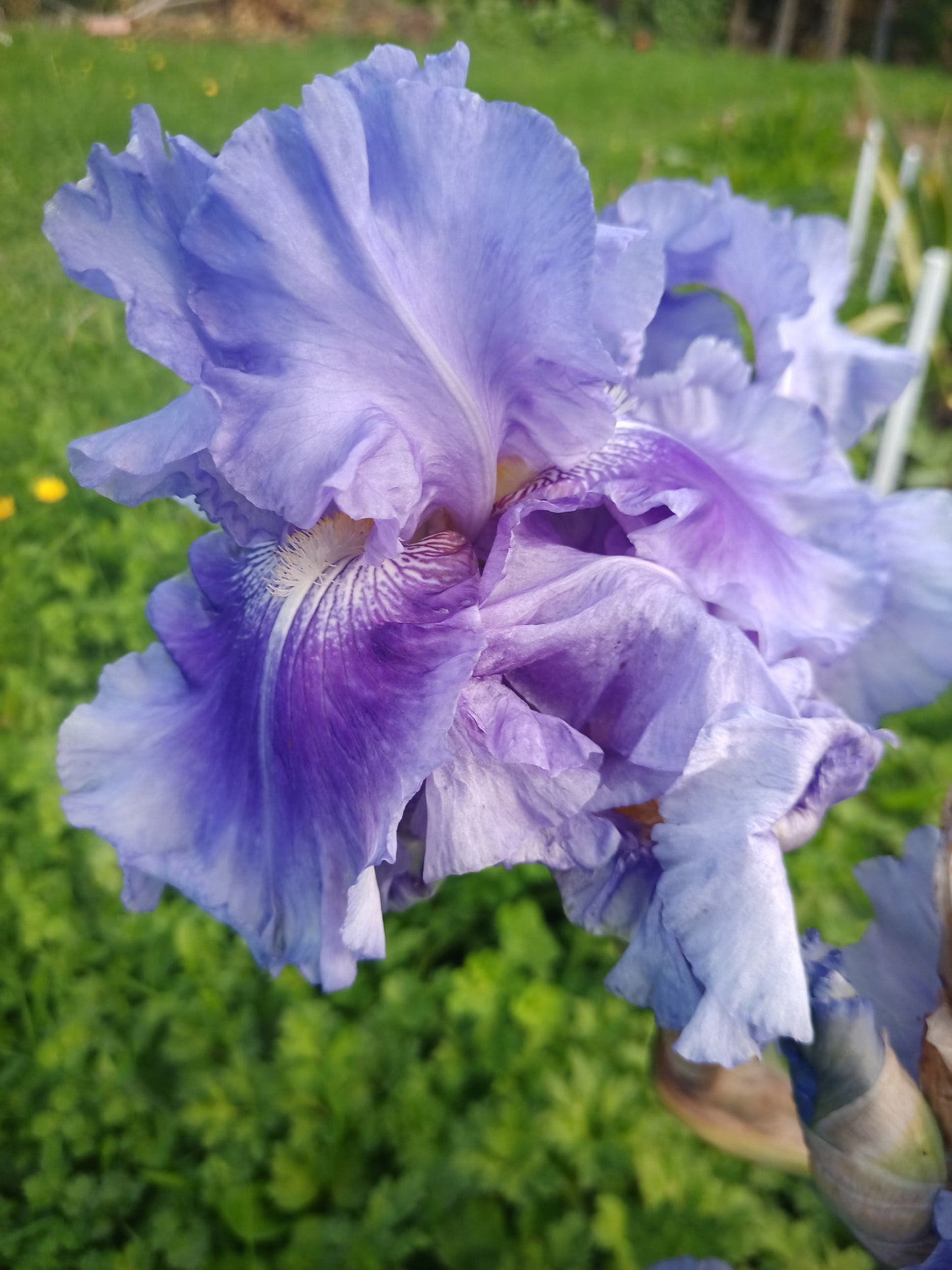 Rafa - Tall Bearded Iris