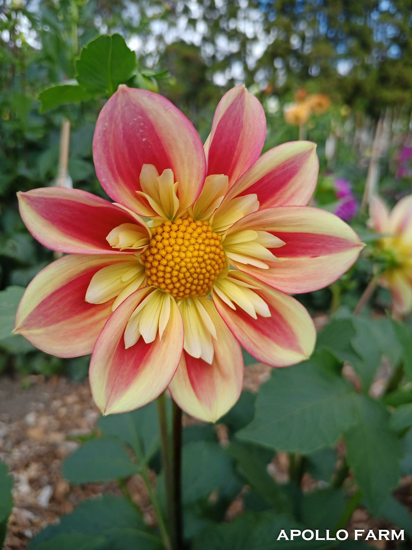 Dahlia: Rural Jenny