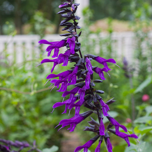 Salvia Amistad