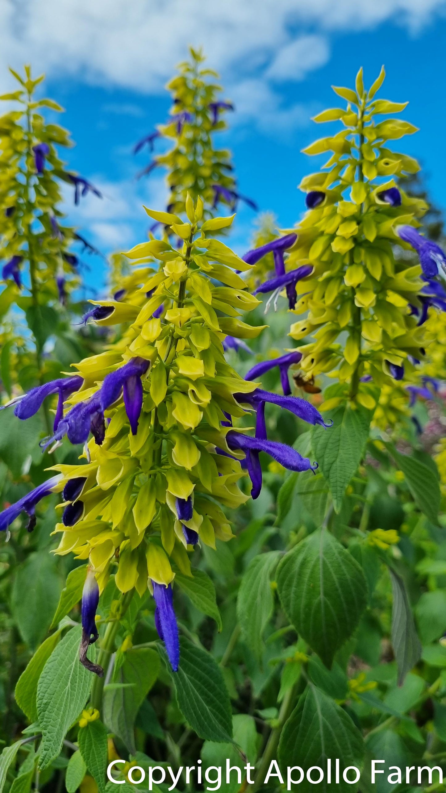 Salvia: Mexicana Limelight