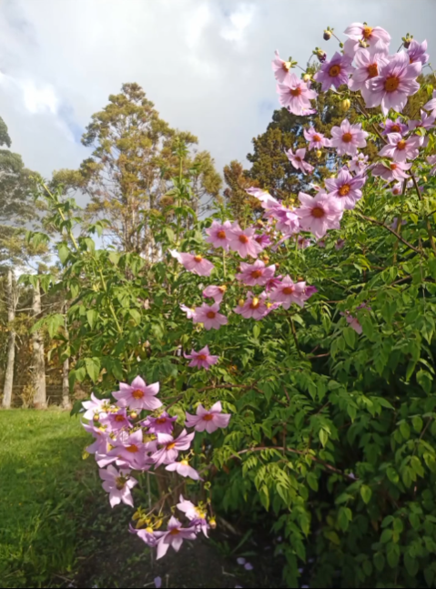 Dahlia Imperalis (Cultivated Seedlings)
