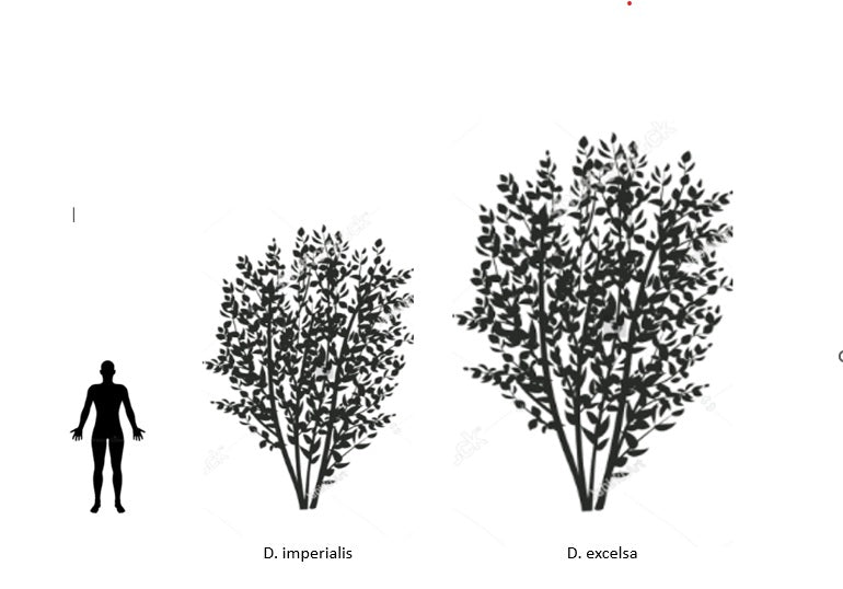 Dahlia Imperalis (Cultivated Seedlings)