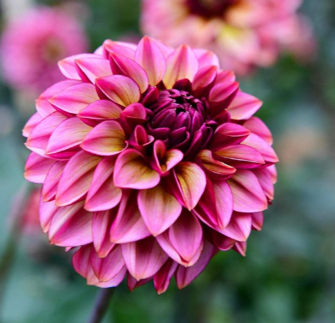 Dahlia: Senior's Hope