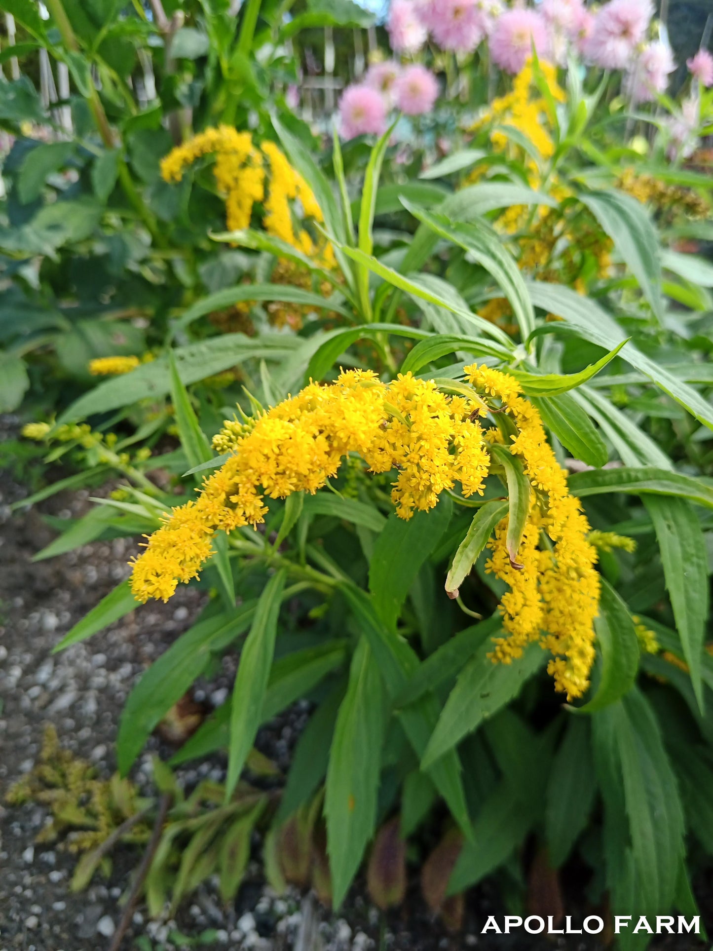 Solidago Cloth of Gold - Goldenrod