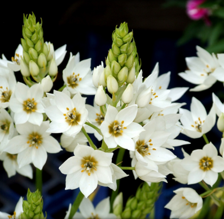 Ornithogalum Thyrsoides (Star of Bethlehem)