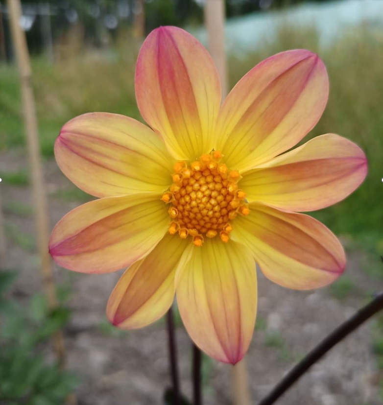 Dahlia: AF Sunset Concerto