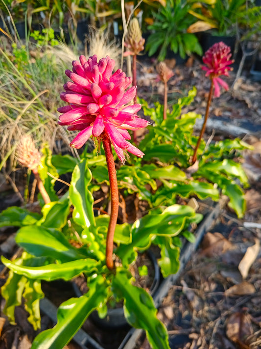 Veltheimia bracteata "Cherry Pie"