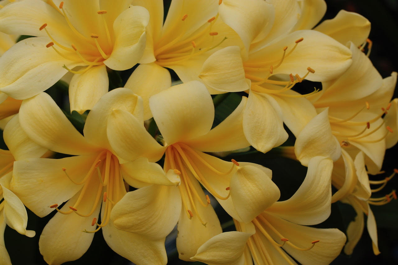 Clivia - Vico Yellow
