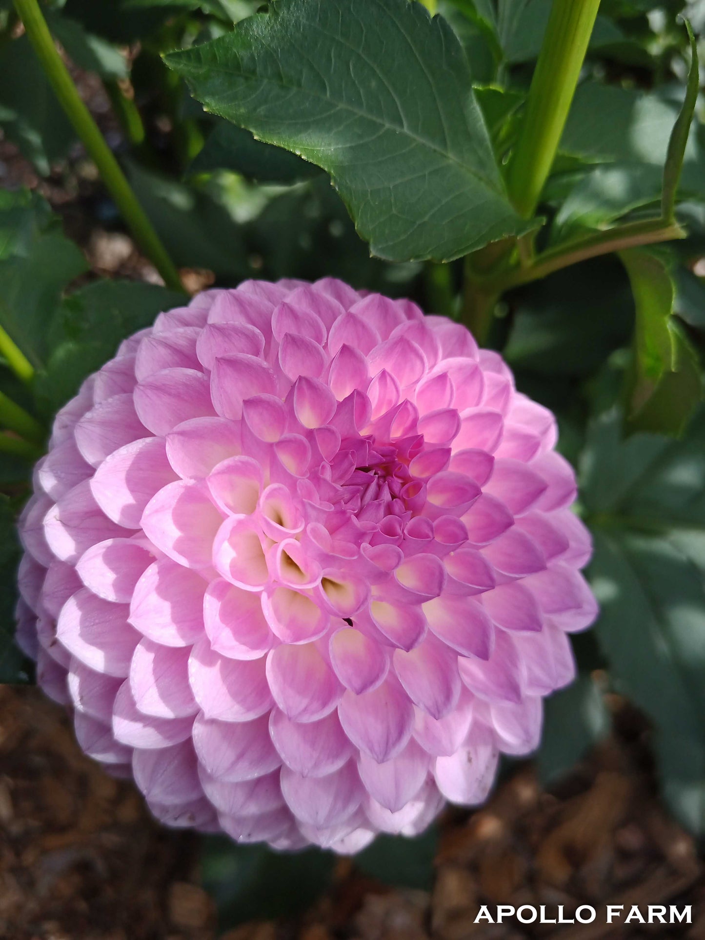 Dahlia: Westerton Ella Grace