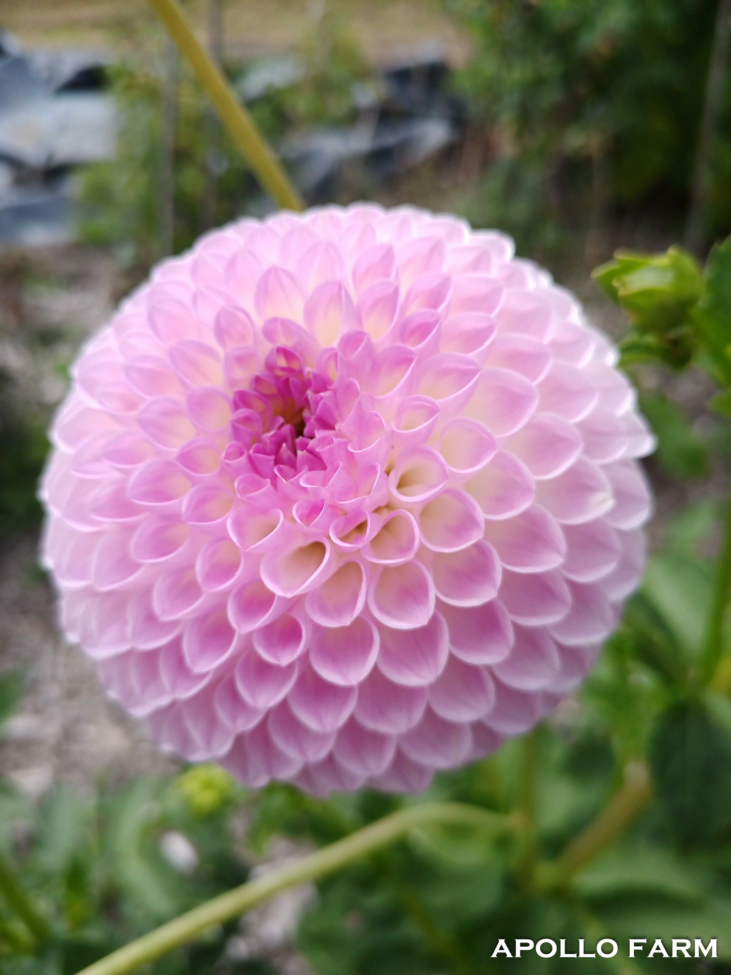 Dahlia: Westerton Ella Grace