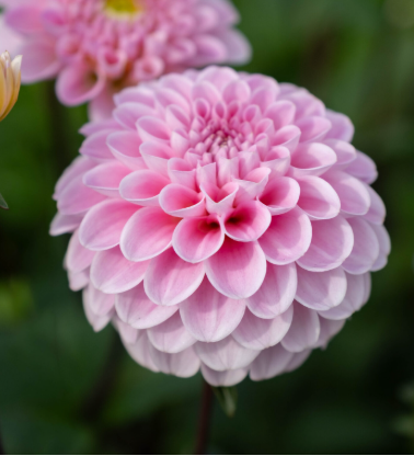 Dahlia: Wizard of Oz