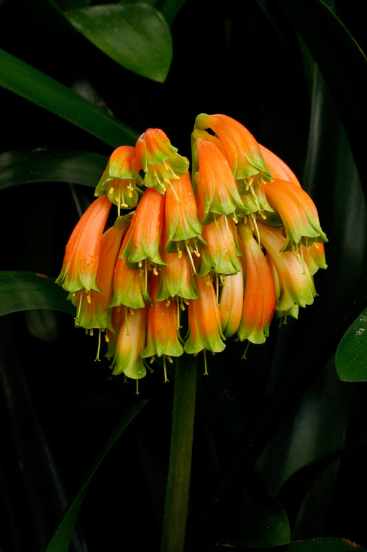 Clivia - Woodland Glory