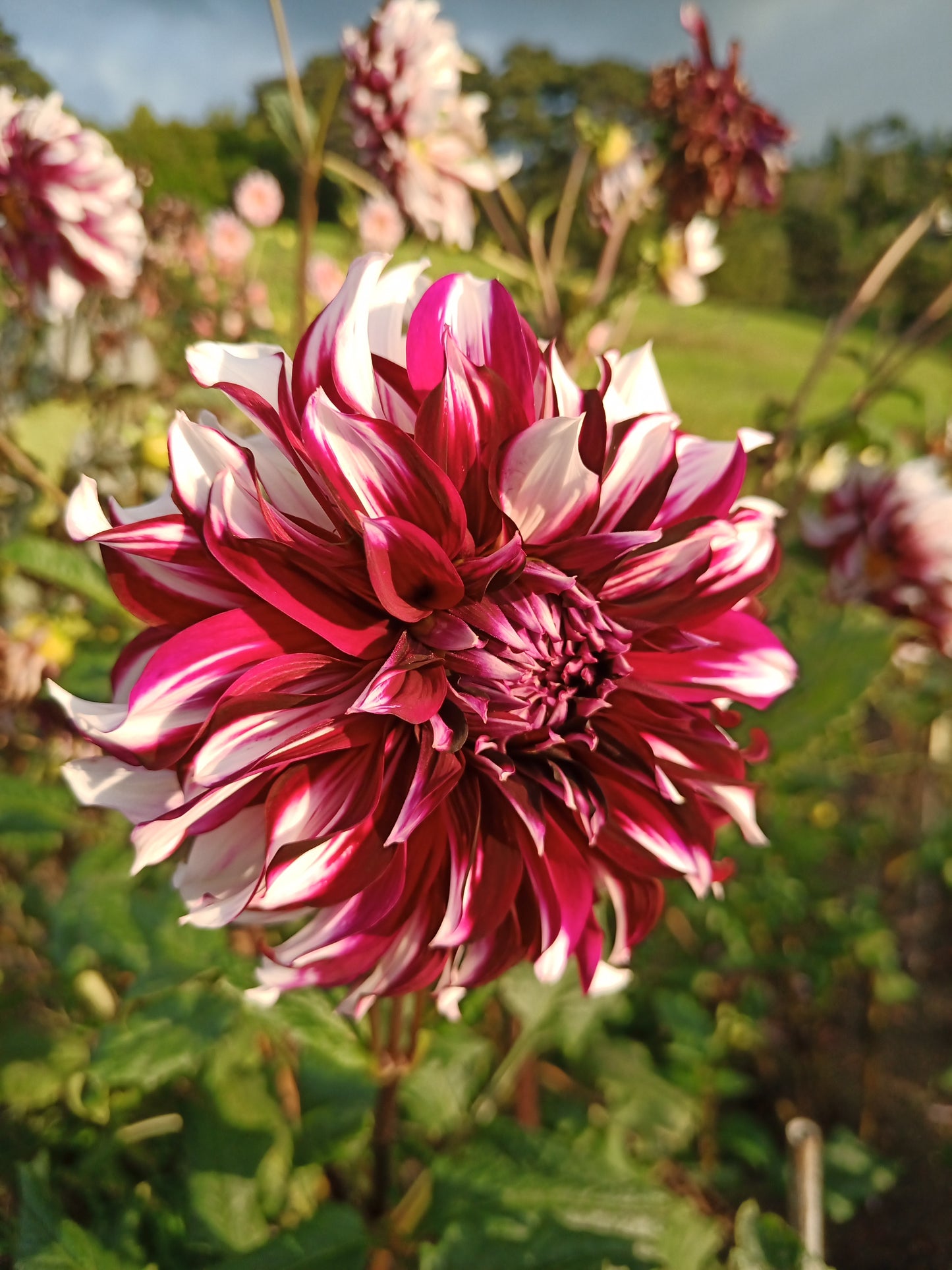 Dahlia: X-Factor