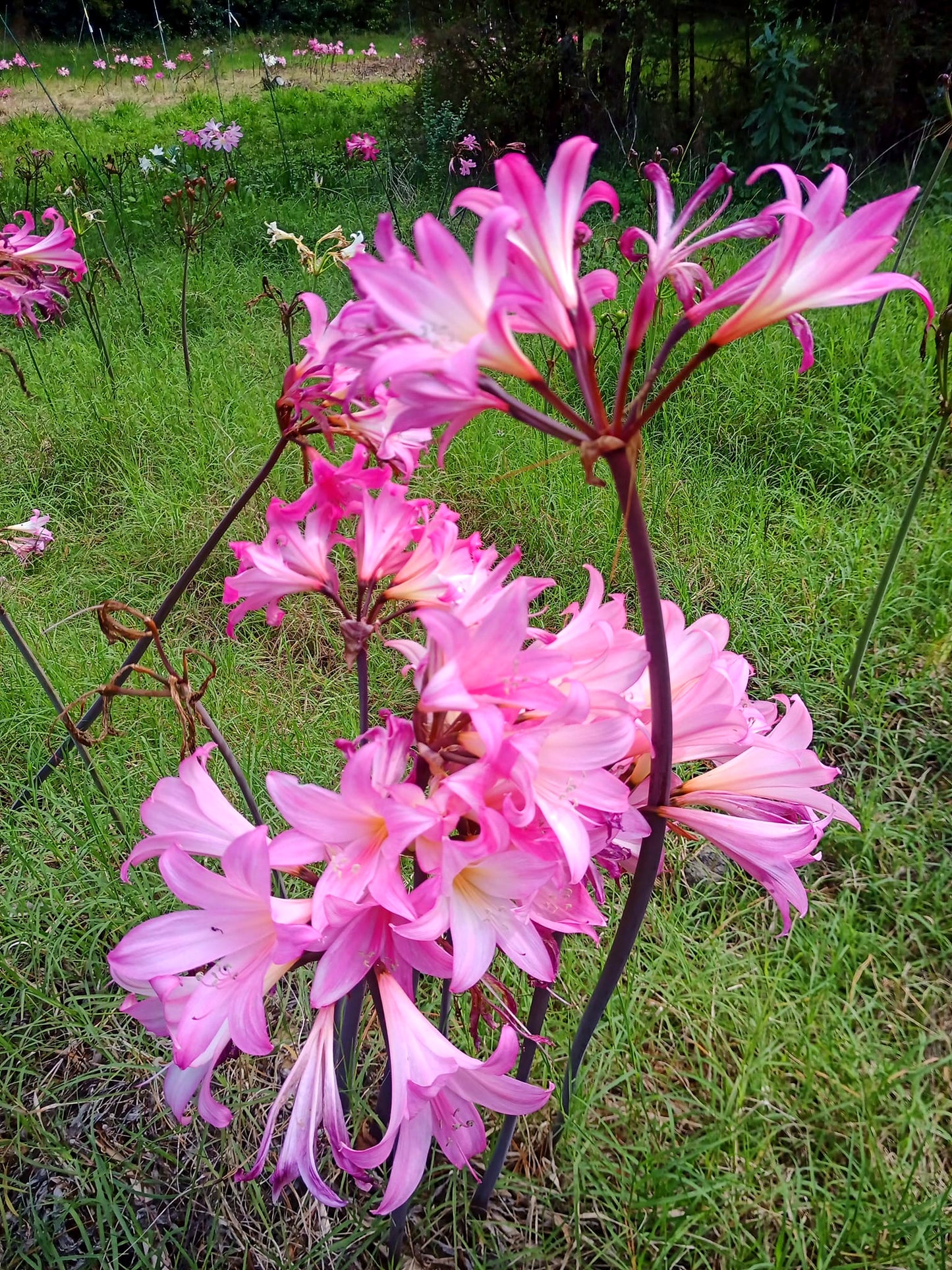 Amaryllis belladonna 'Deep Cerise' - 3 bulbs - XXL size