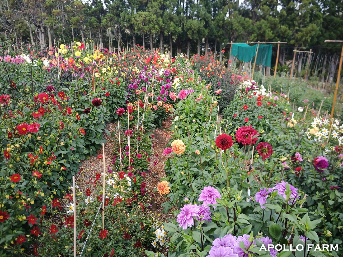 PYO Flowers: Tuesday April 16th 4-6pm