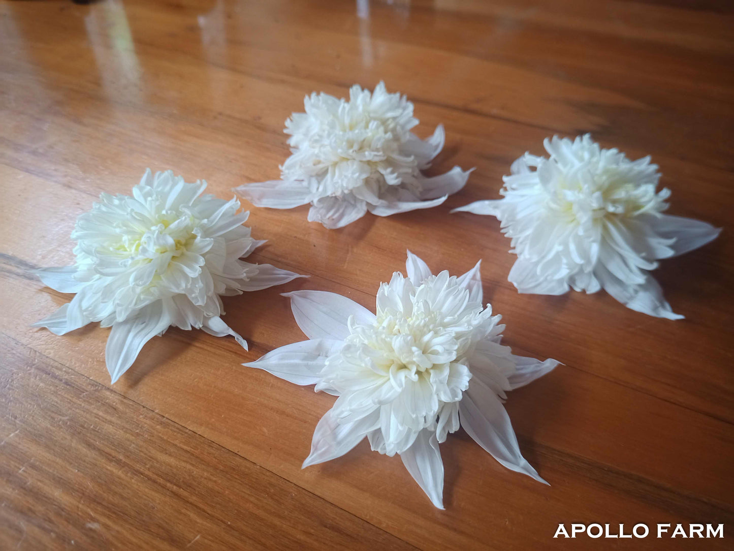 Dahlia Excelsa (Double White/Anemone)