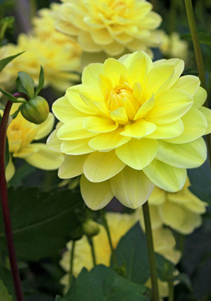 Dahlia: Glorie van Heemstede