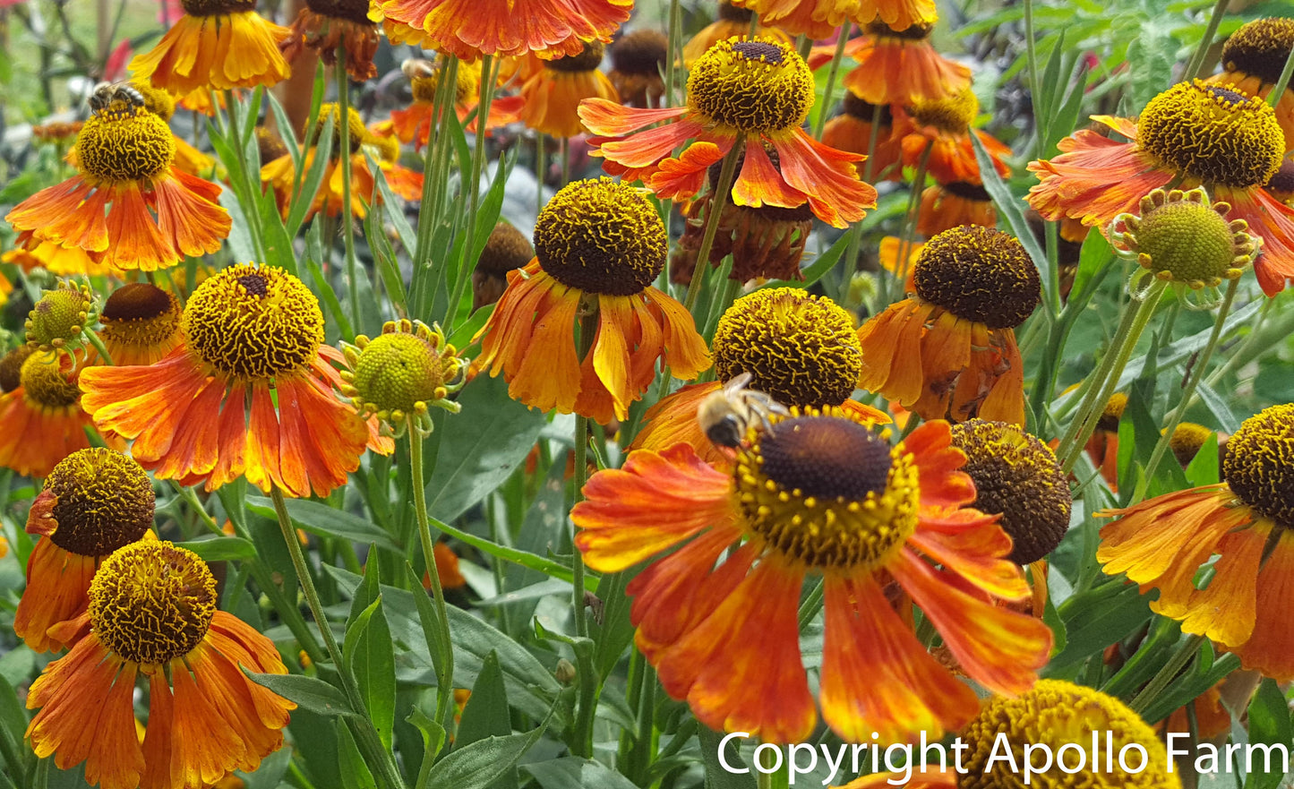 Helenium: Moerheim Beauty