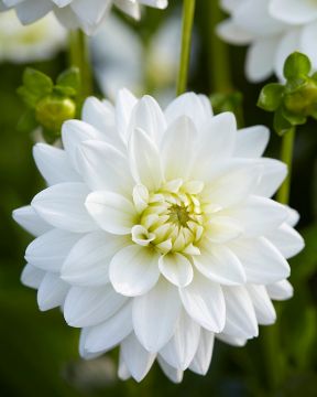 Dahlia: Karma Serena