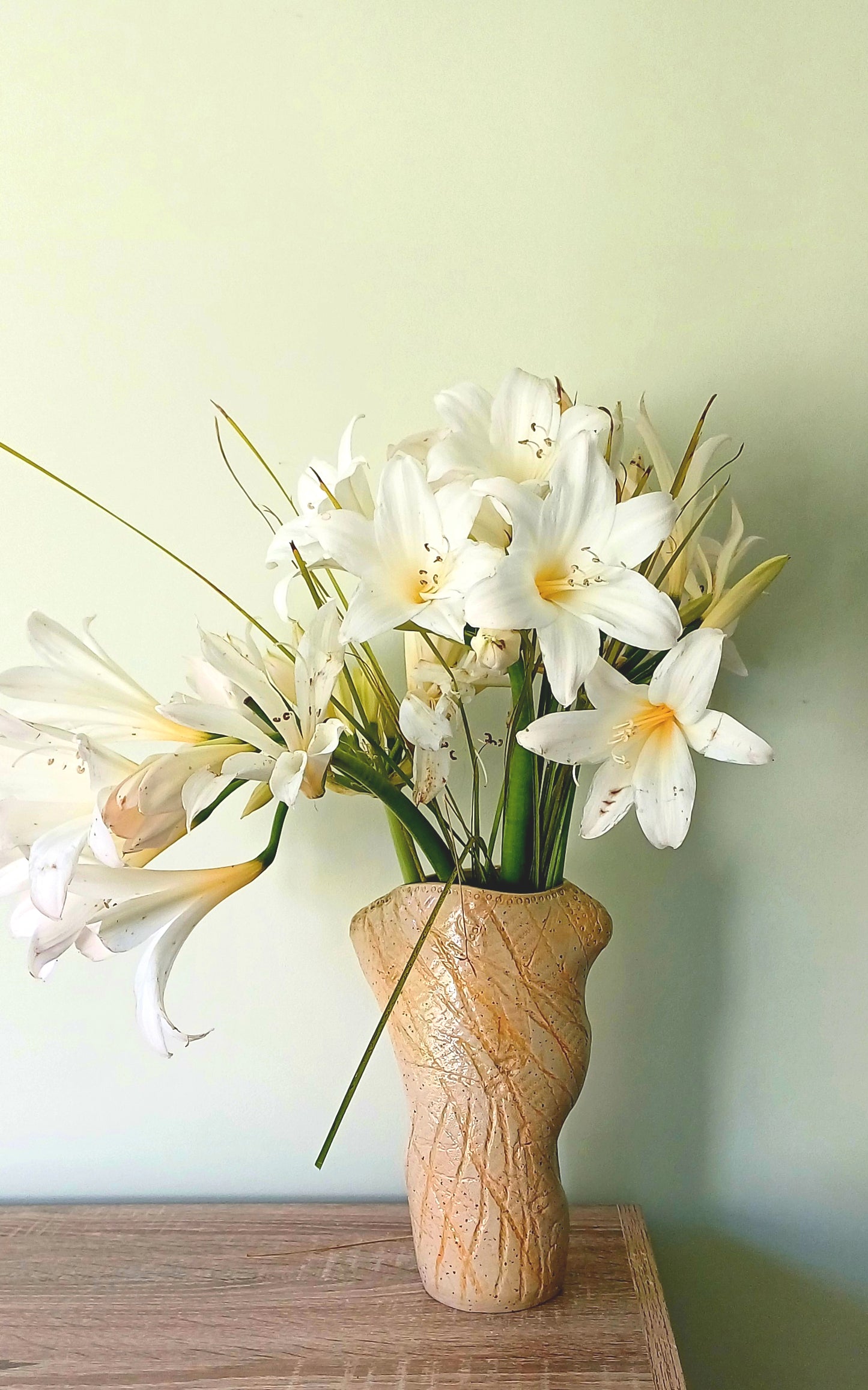 Amaryllis belladonna 'Lemon Pearl'  - 3 bulbs - XXL size