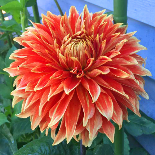 Dahlia: Parkland Glory