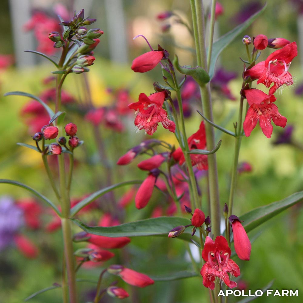 Penstemon Barbatus Twizzle Scarlet