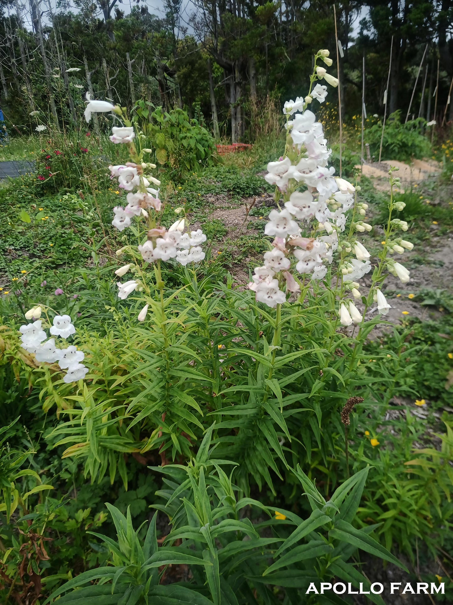 Penstemon 'Snowstorm'