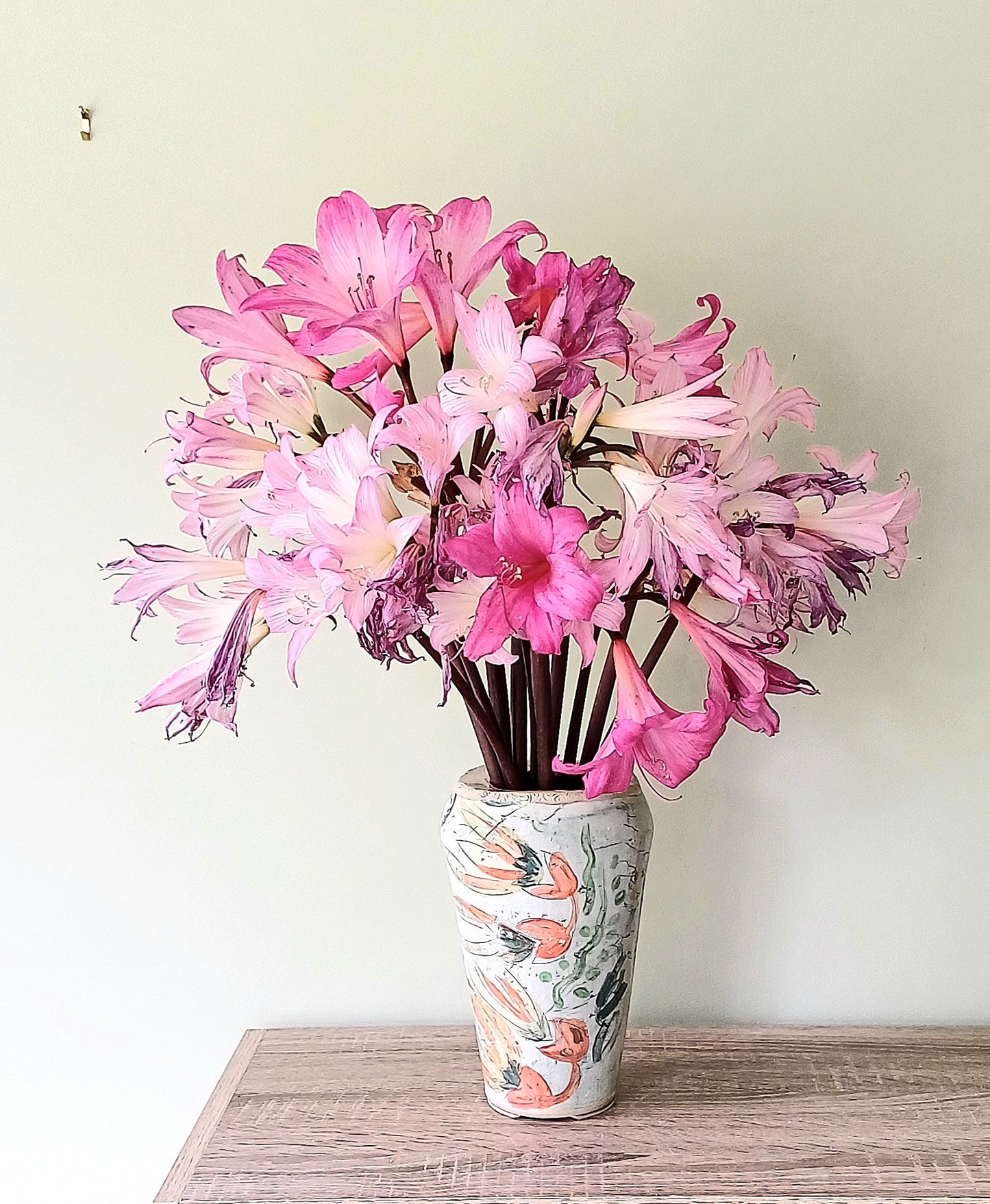 Amaryllis belladonna 'Pink Blush' - 3 bulbs - XL size