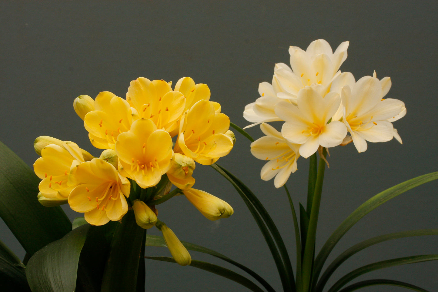Clivia - Gustav Klimt - Rich Yellow / Gold