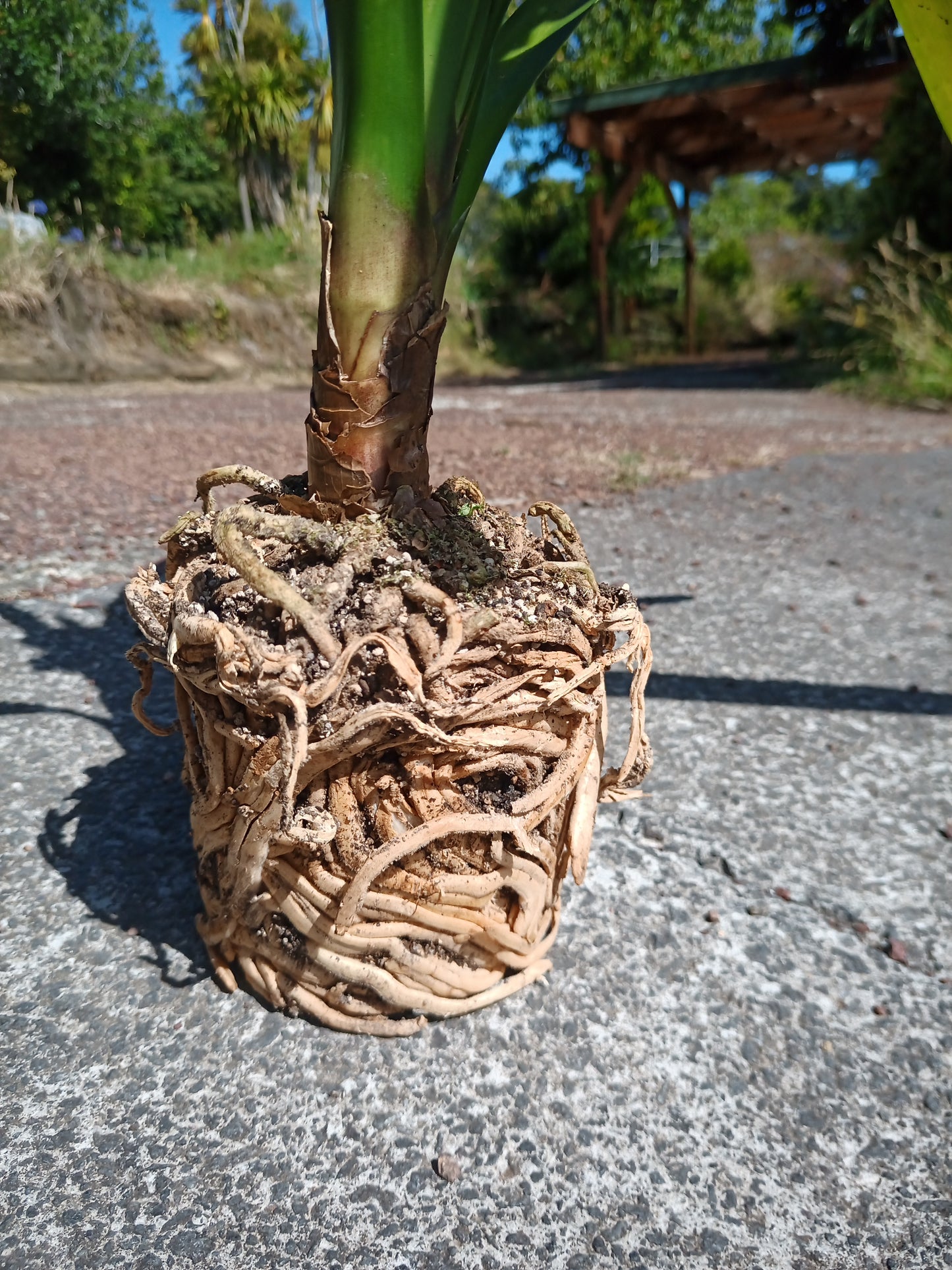 Clivia - Edvard Munch - Orange/Yellow Bi-colour
