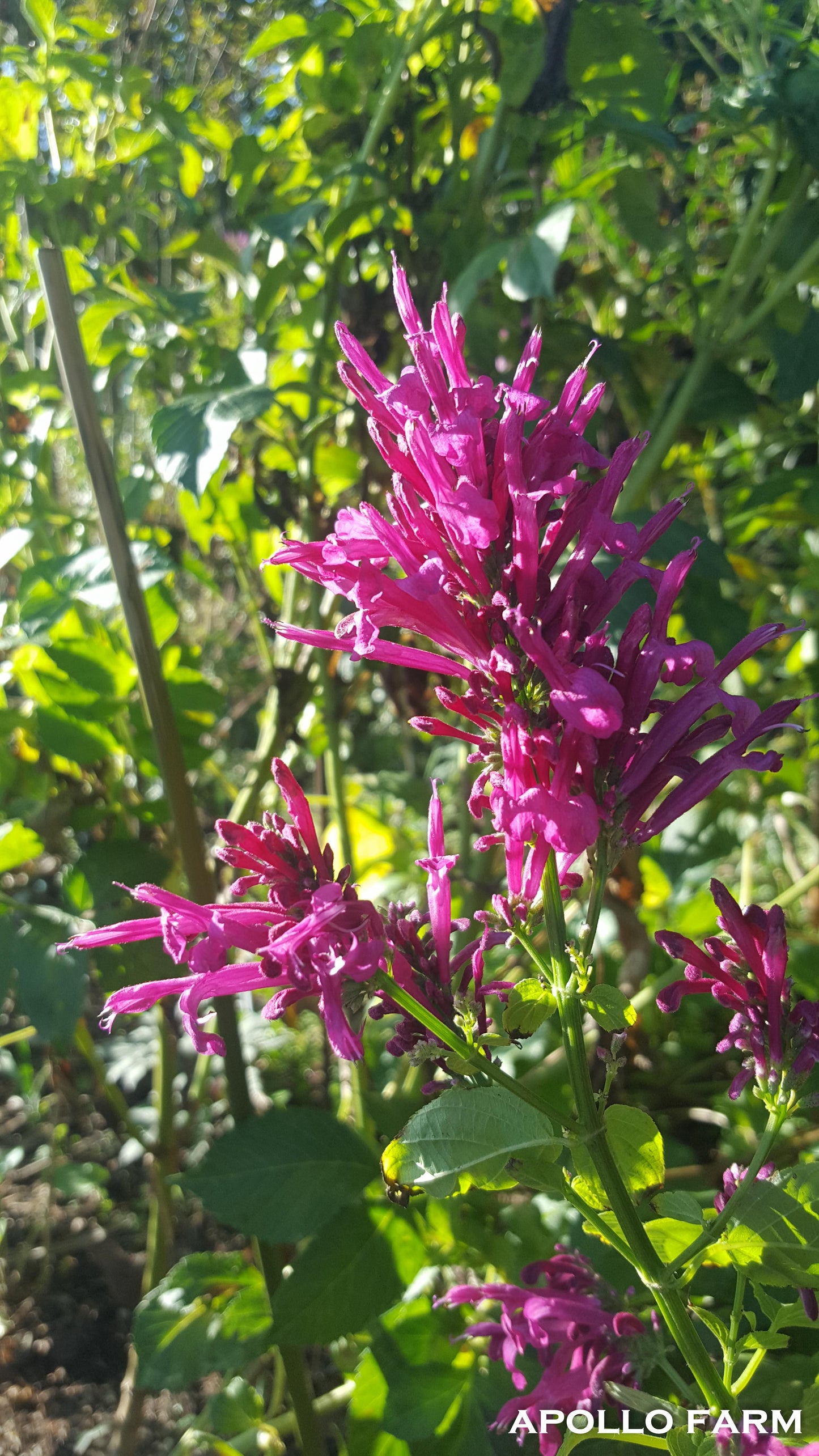 Salvia Iodantha