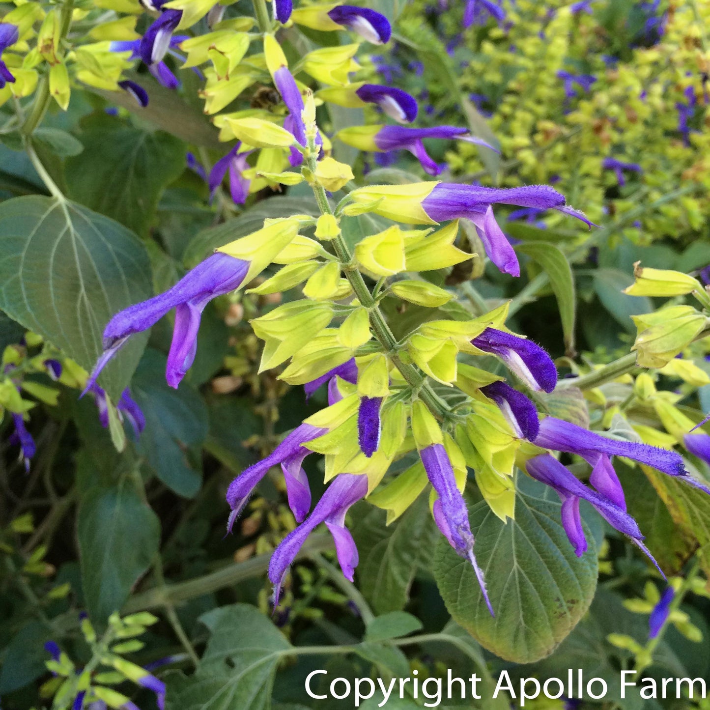 Salvia: Mexicana Limelight