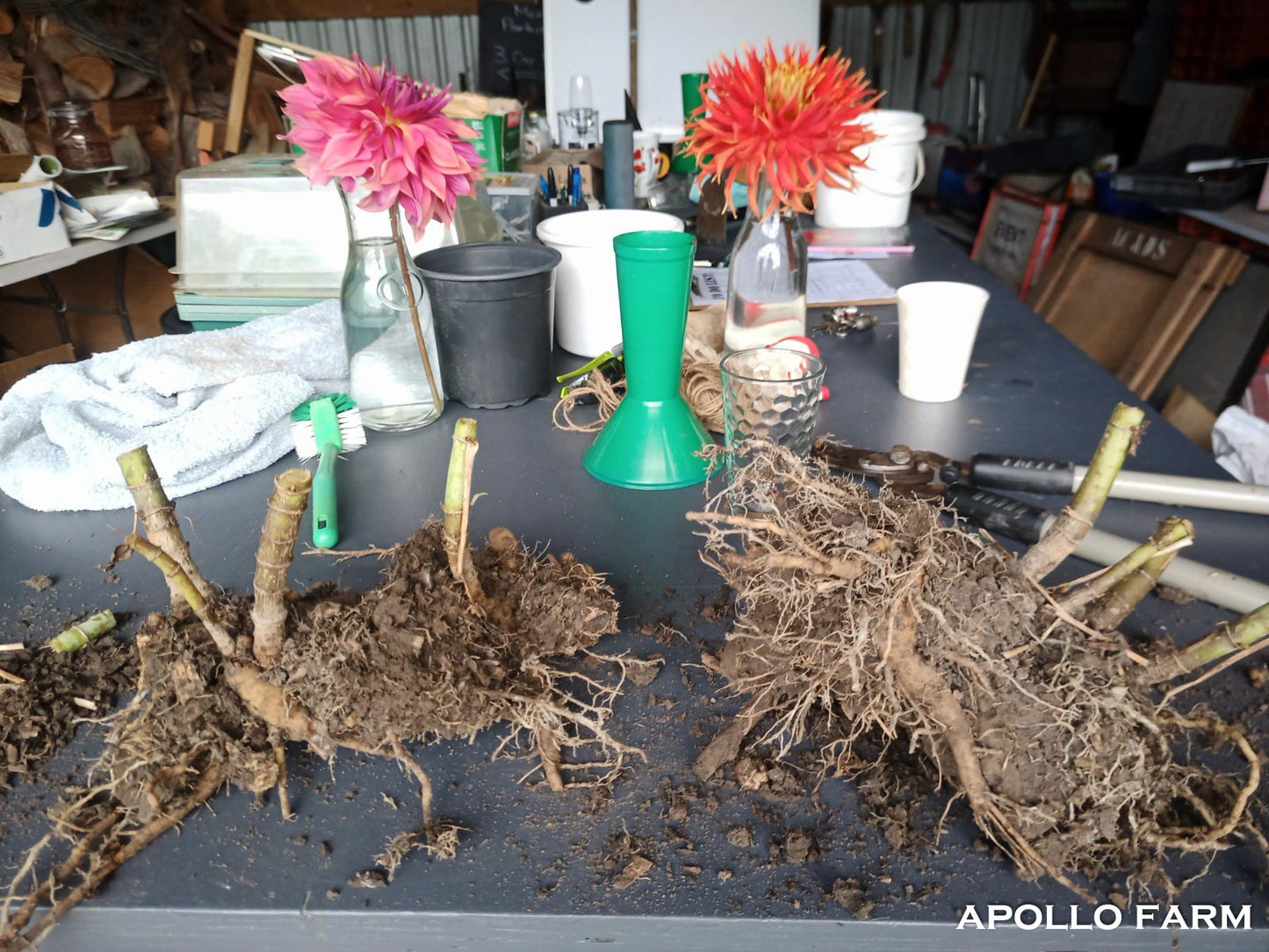 Dahlia Excelsa (Single)