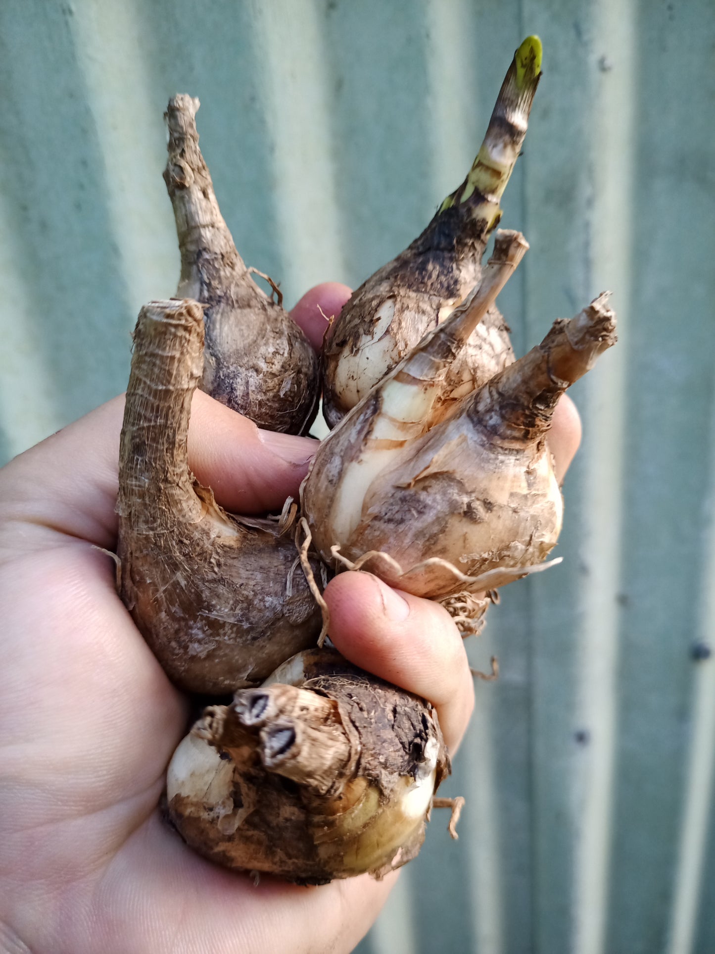 Snowflakes - Leucojum vernum - 5 XXL bulbs
