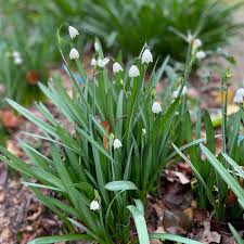Snowflakes - Leucojum vernum - 5 XXL bulbs