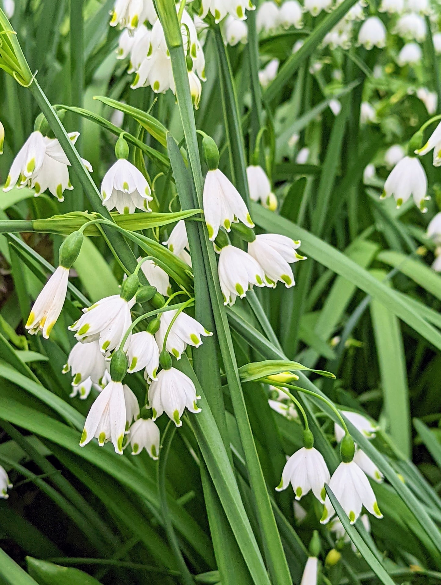 Snowflakes - Leucojum vernum - 5 XXL bulbs