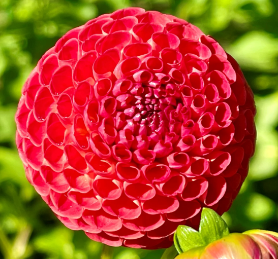 Dahlia: Winkie Lambrusco
