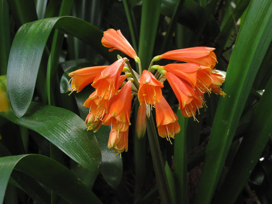 Clivia - Winter Glory