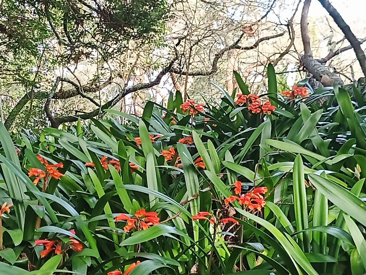 Clivia - Winter Glory