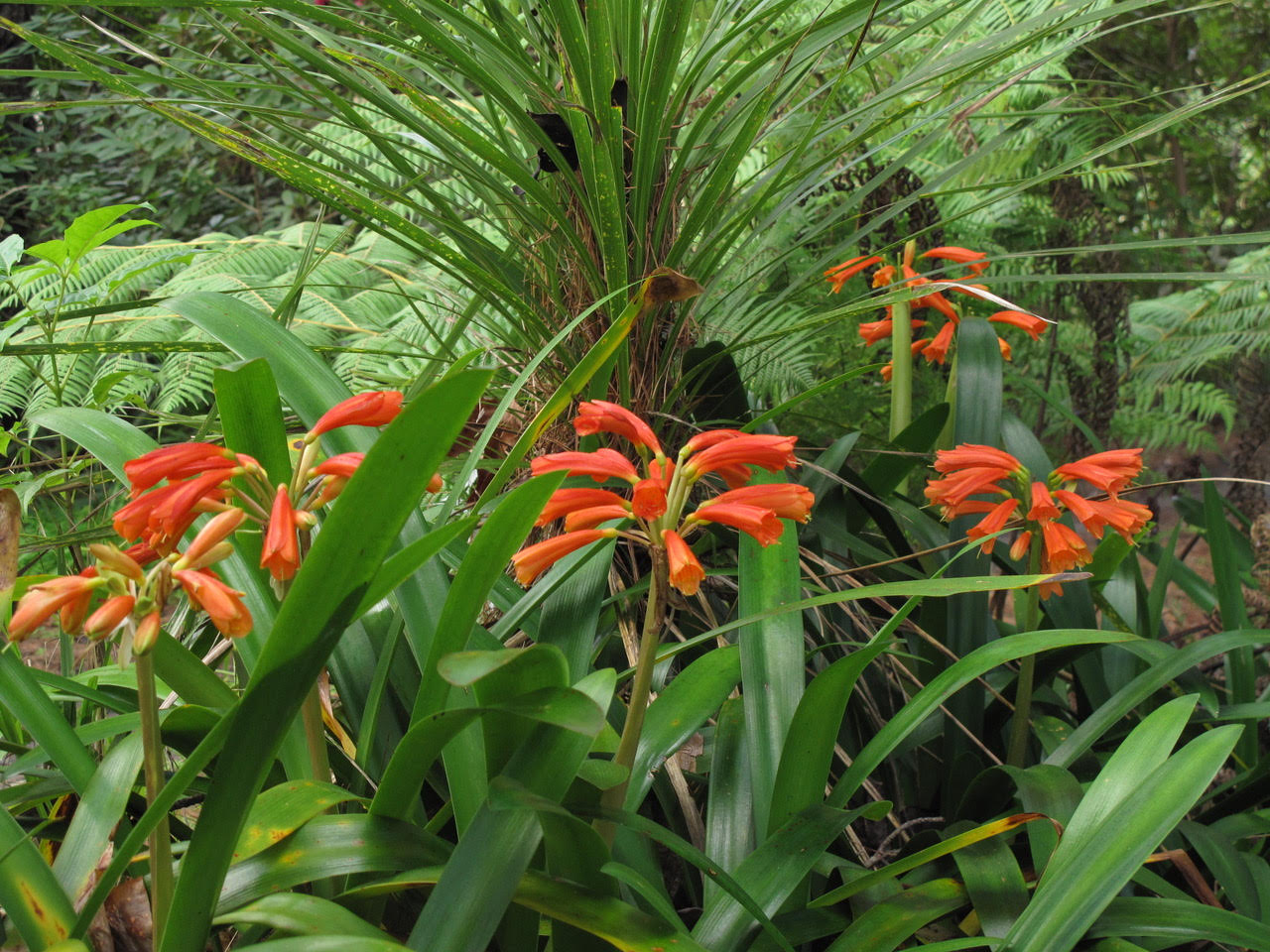 Clivia - Winter Glory