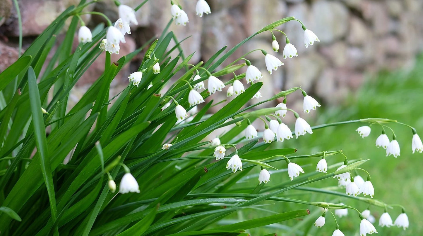 Snowflakes - Leucojum vernum - 10 XXL bulbs