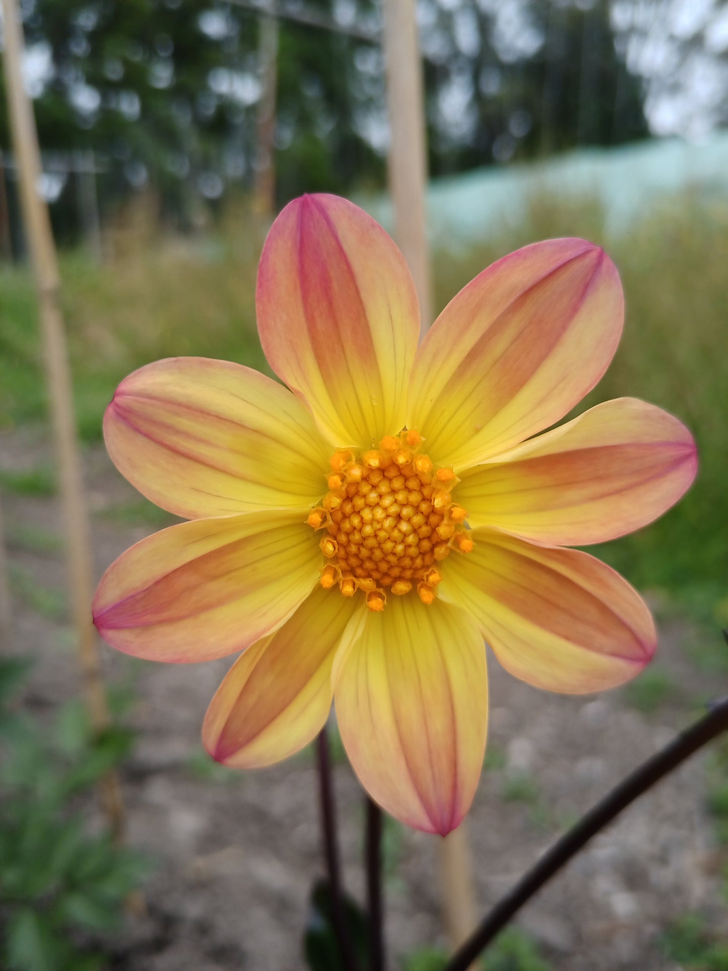 Dahlia: Sunset Concerto (2023 Apollo Farm)