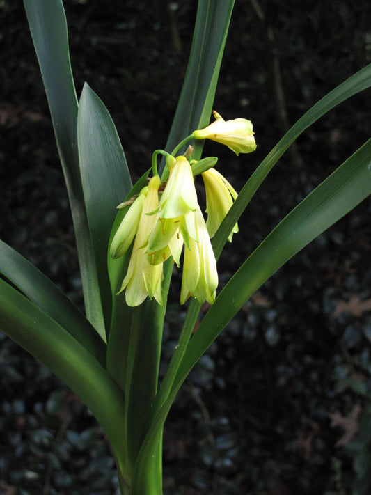 Clivia - Temptation
