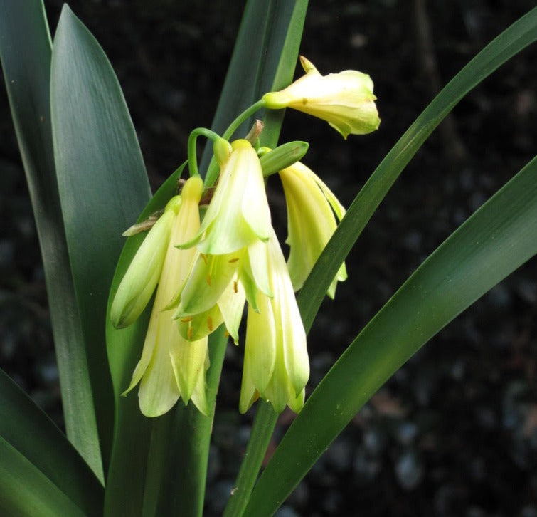 Clivia - Temptation (Rare winter flowering Green/Lime/cream)