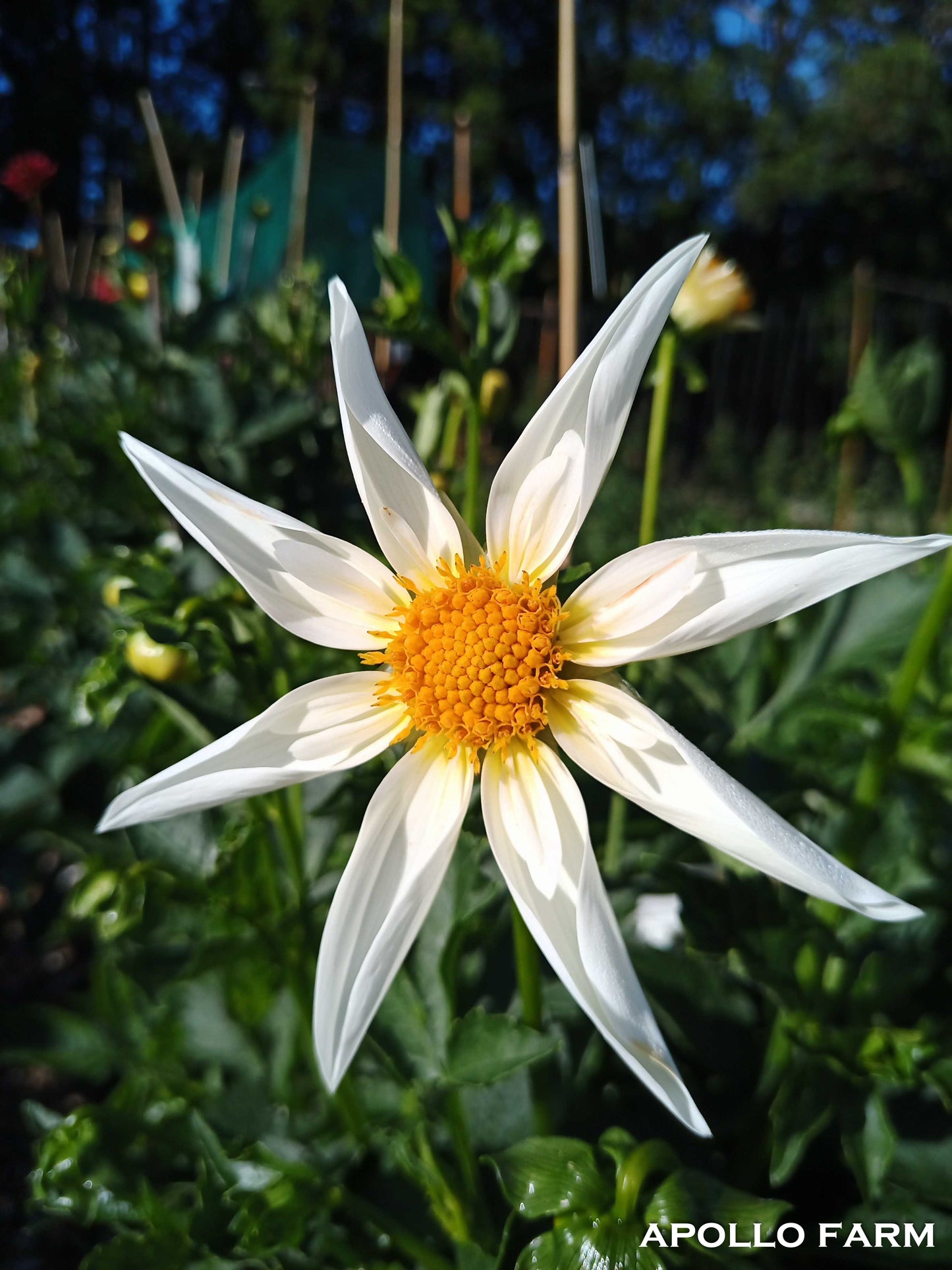 Dahlia: Acacia Star