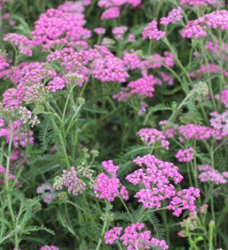 Achillea millefolium Lavender and Lace