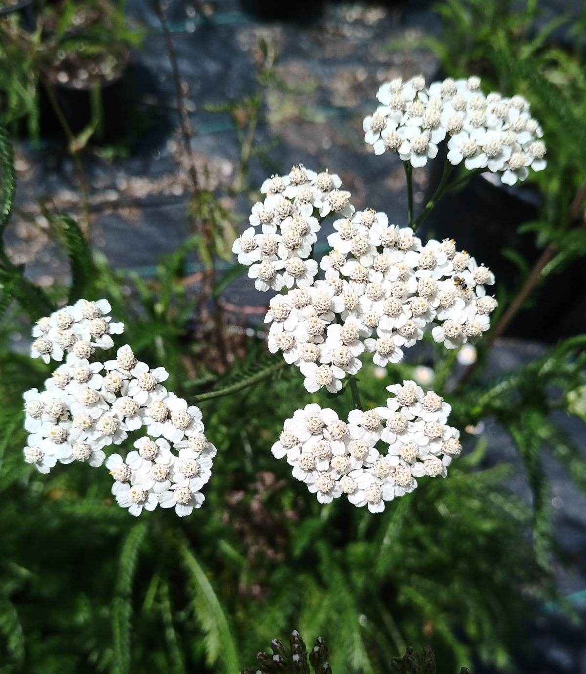 Achillea millefolium White Grace