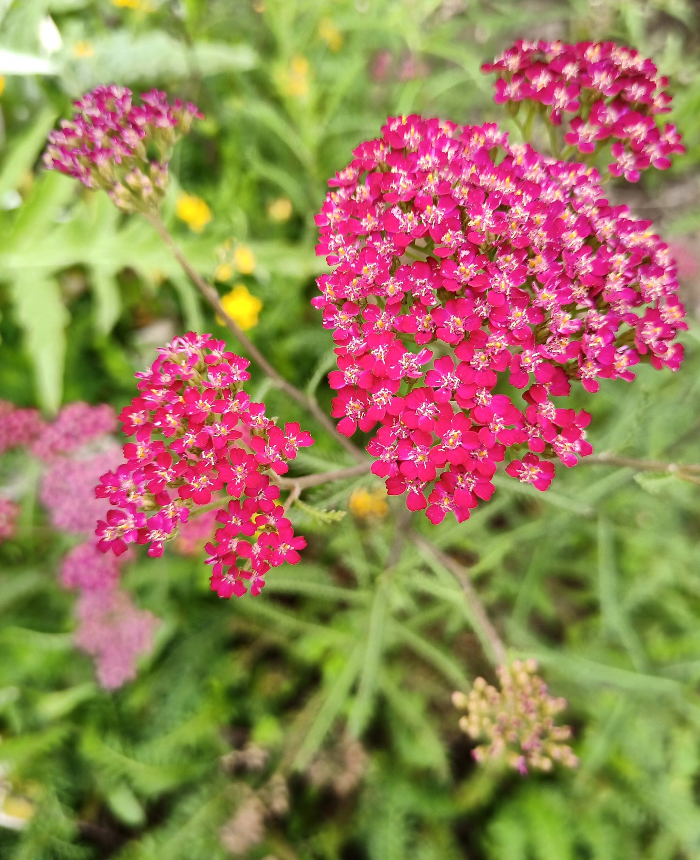 Achillea Millefolium Cassis