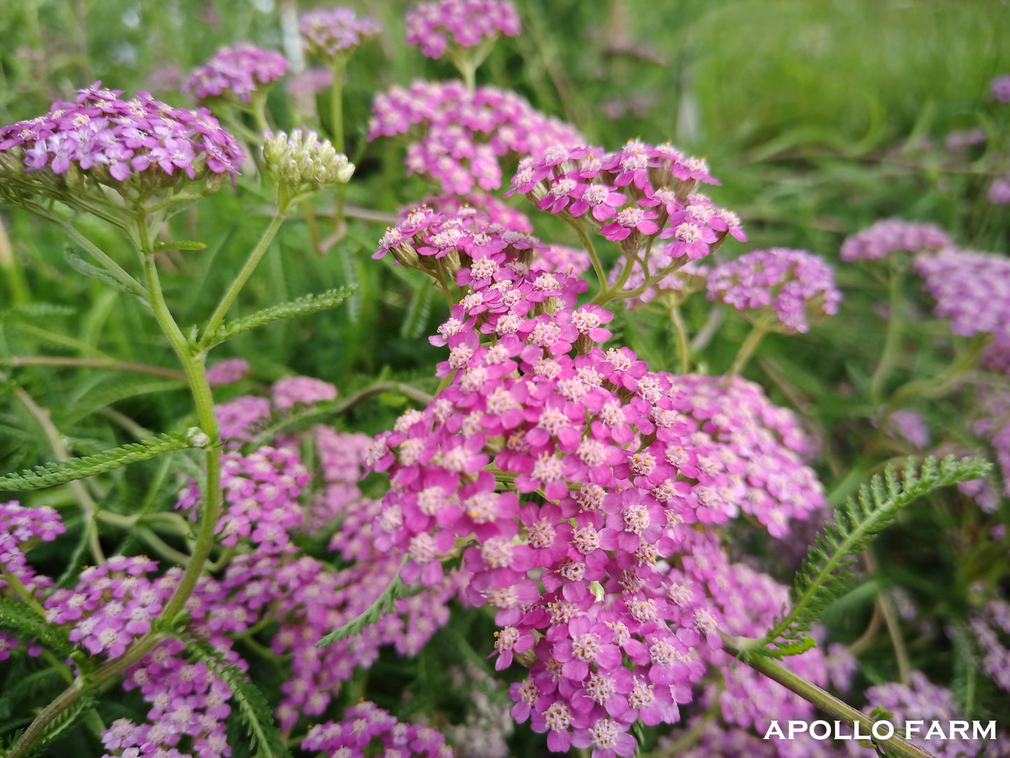 Achillea Millefolium Pink Beauty