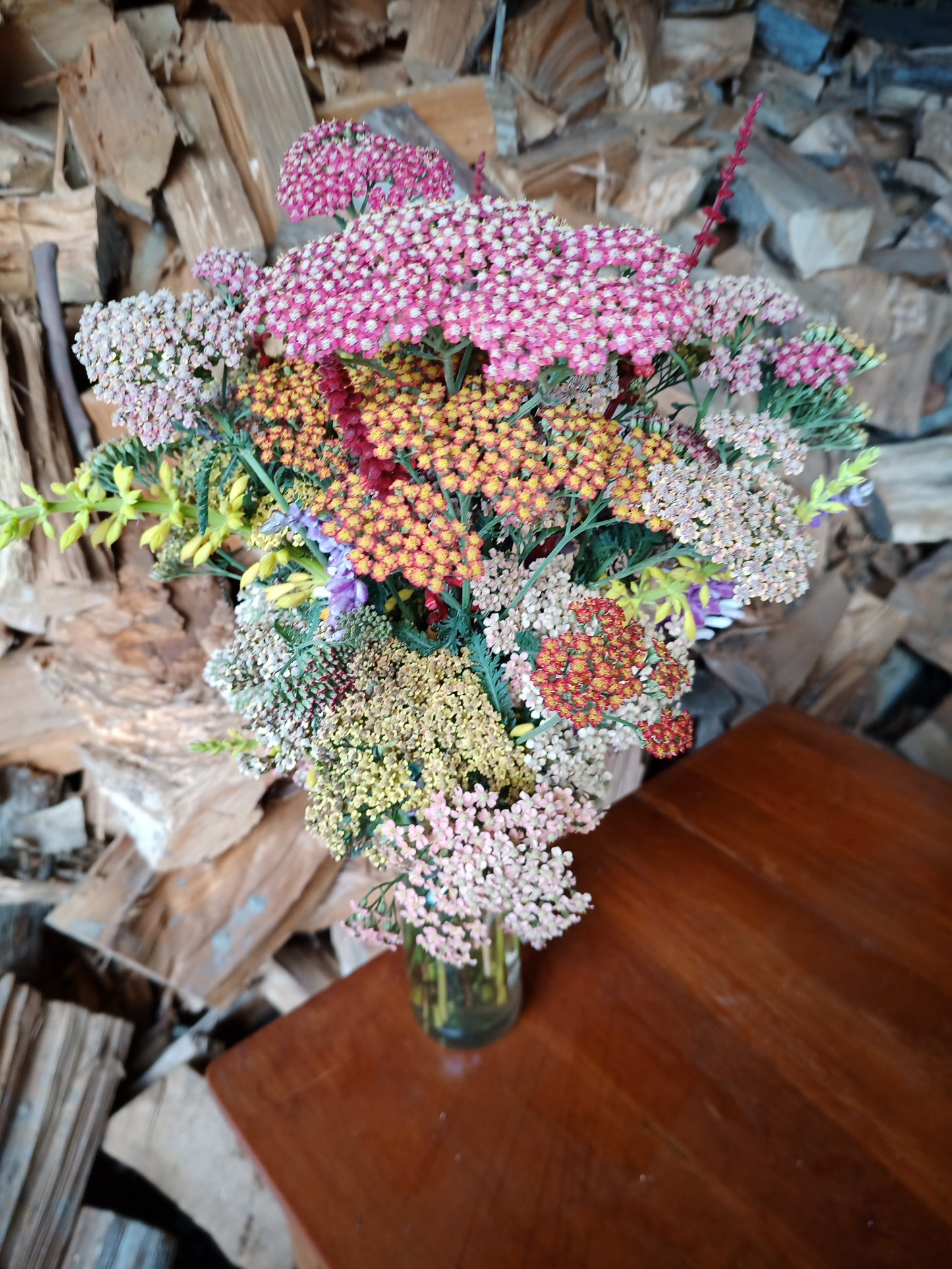 Achillea Millefolium Cassis